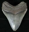 Fossil Megalodon Tooth #13375-2